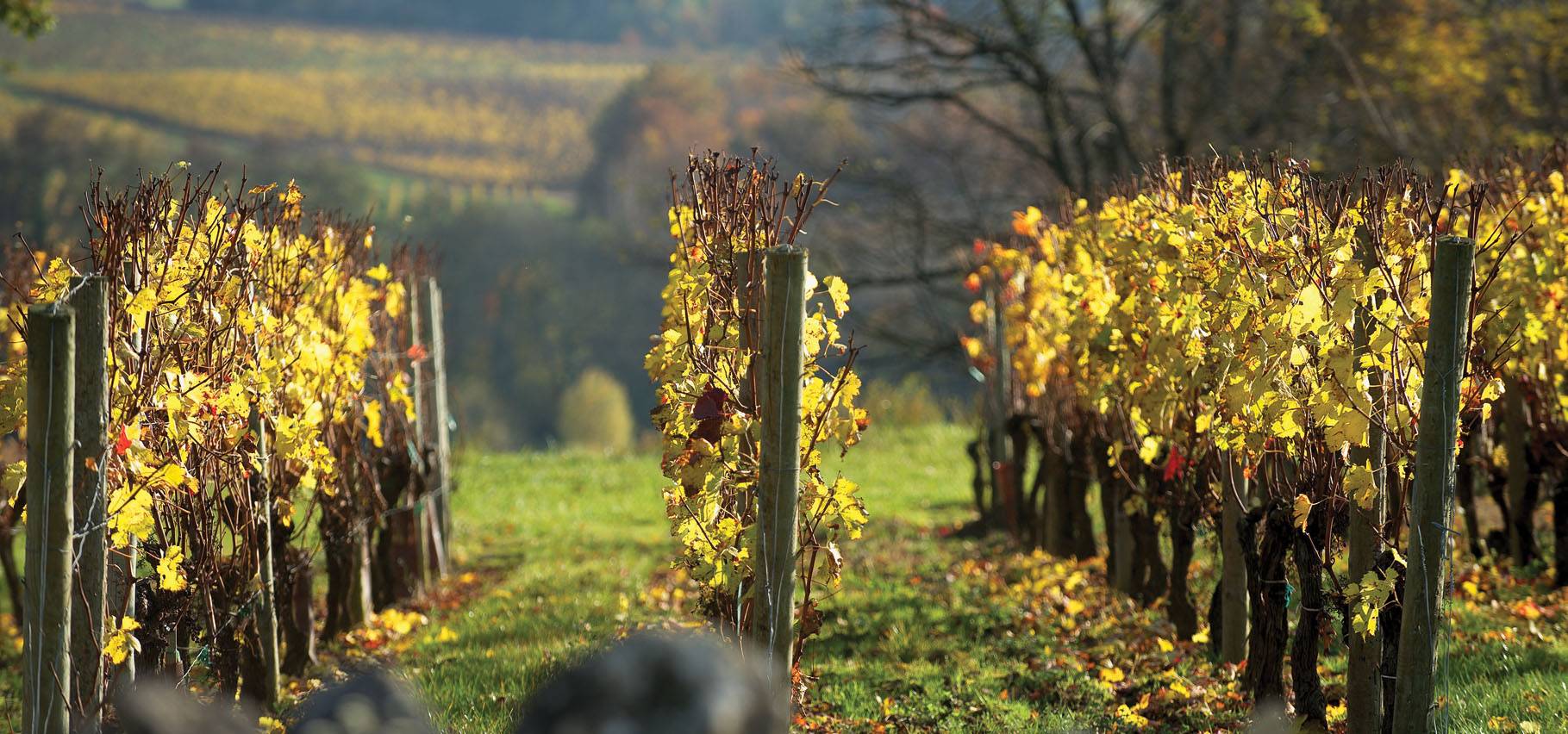 виноградник на урожай